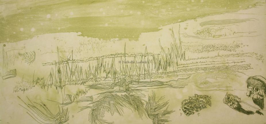 Algues lunaires